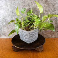 Disc Plant Stand Walnut