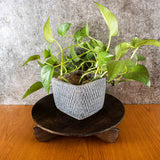Disc Plant Stand Walnut
